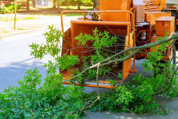 Tree Removal for Businesses in Mandan, ND